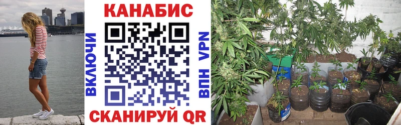 Бошки марихуана LSD WEED  Купить где  Шенкурск 